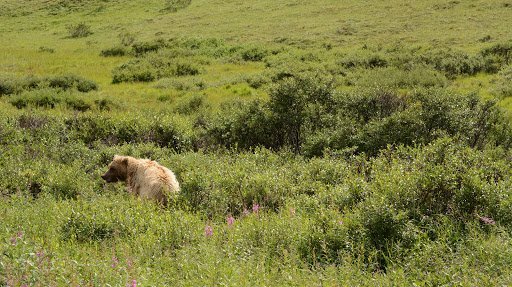 Chartered accountant Wasilla – Centinel Pacific Accounting LLC